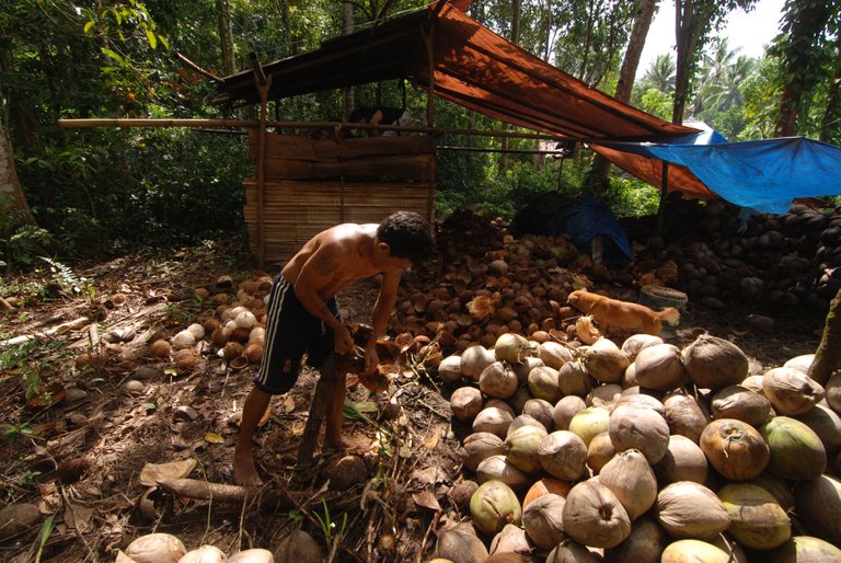 Harga-Kopra-Turun-sulut.jpg