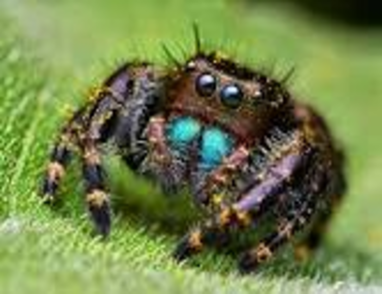 jumping spider..png