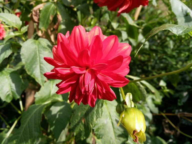 dahlia 2.jpeg