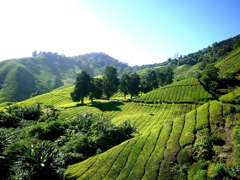 tea-plantation-261515_1280.jpg