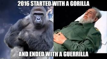 Gorilla Guerilla.jpg