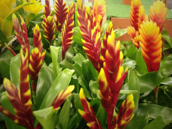 images_plants_bromeliads_asst_3.jpg