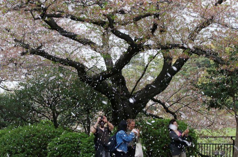 2018-04-02T083659Z_1963551893_RC1AA2589830_RTRMADP_3_SPRING-CHERRYBLOSSOMS-JAPAN.jpg