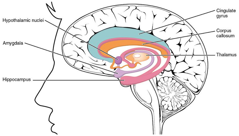 1511_The_Limbic_Lobe.jpg