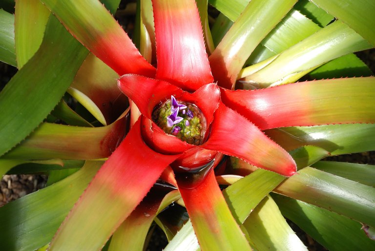 bromeliad-362262_1920.jpg