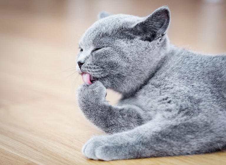 Optimized-young-cute-cat-washing-his-fur-P5UCAWY.jpg