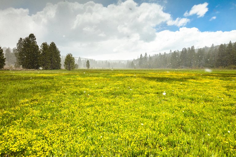 Snowy Sagehen Meadows 4.jpg