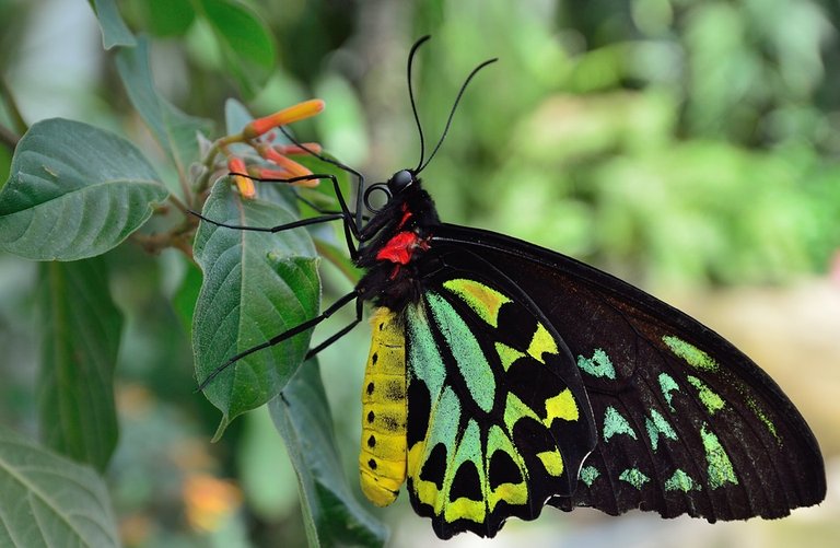 butterfly-339931_960_720.jpg