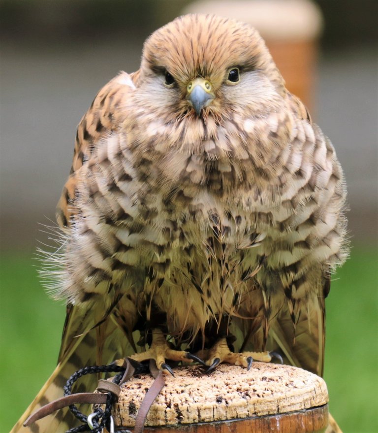 kestrel-1594858.jpg