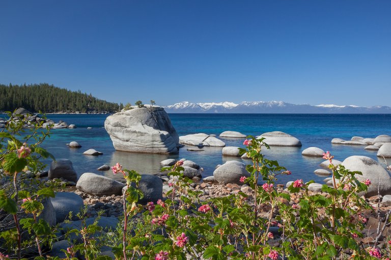 Wildflowers at Bonsai Rock 1(1).jpg