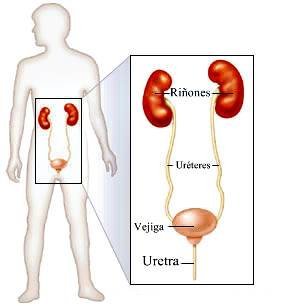 sistema renal.jpg