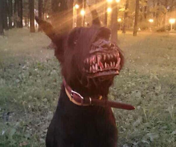 werewolf-dog-muzzle-open-mouth_1_orig.jpg