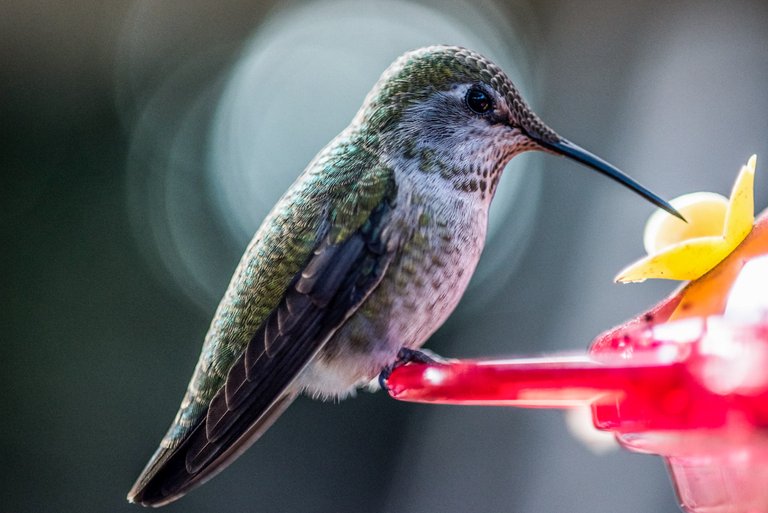 apa_2015_kevinrees_279316_annas_hummingbird_kk.jpg