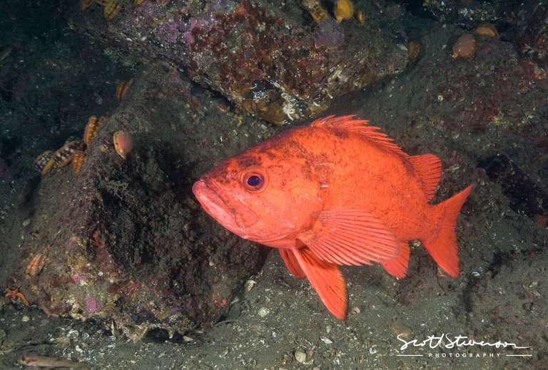 Vermilion Rockfish-1.jpg