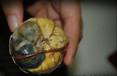 philippine-balut.jpg