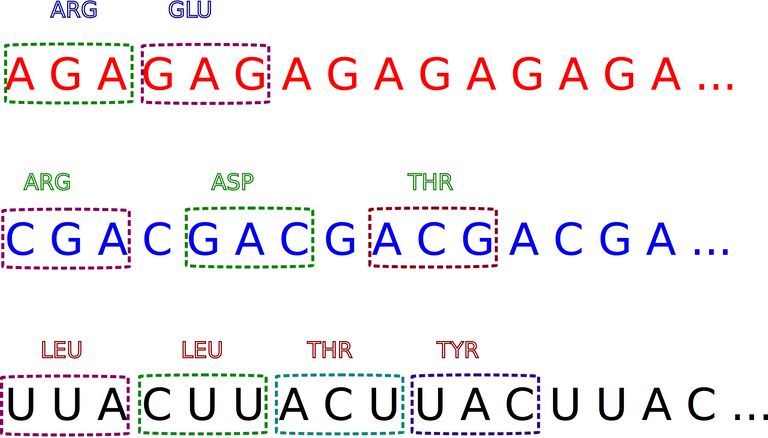 Codons.png