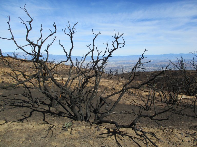 sierra-040-burned.JPG