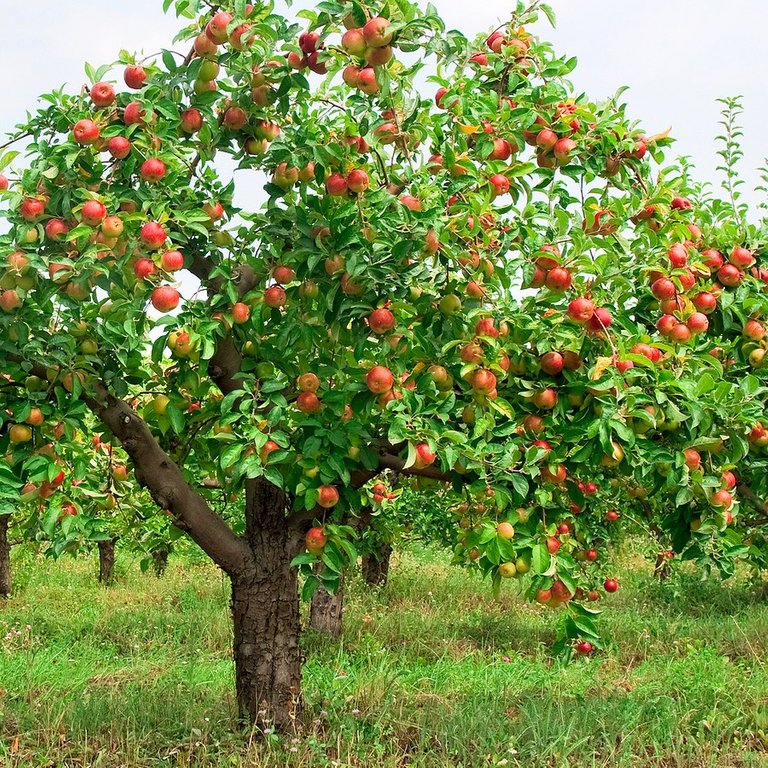 Apple-tree-with-fruit.jpg