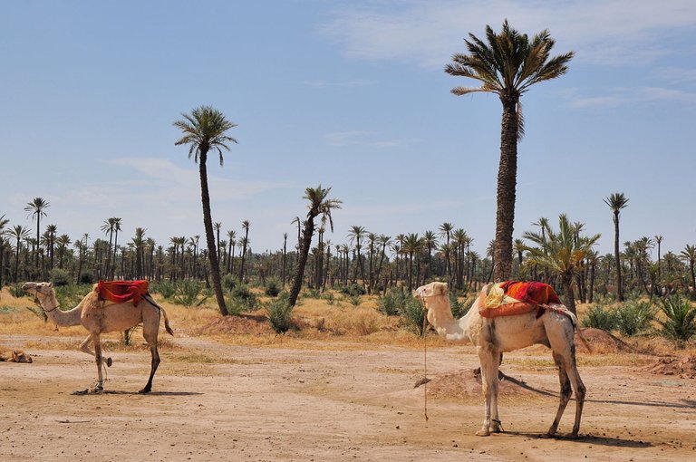 1280px-La_Palmeraie_de_Marrakech_701.JPG