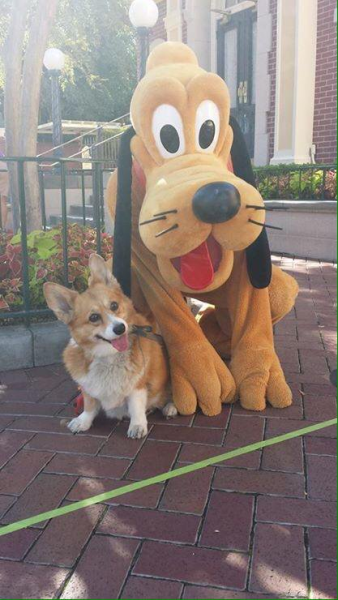 Why is everyone taking pictures with Goofy - I'm a dog too!.png