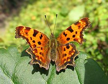 220px-C-Falter_Polygonia_C-album.jpg