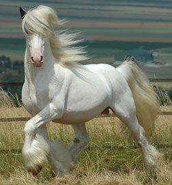 6a32ec97dee42e94b20e8d4309af249c--gray-horse-white-horses.jpg