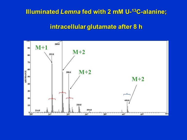 PlantMetabolicFluxAnalysis9.jpg