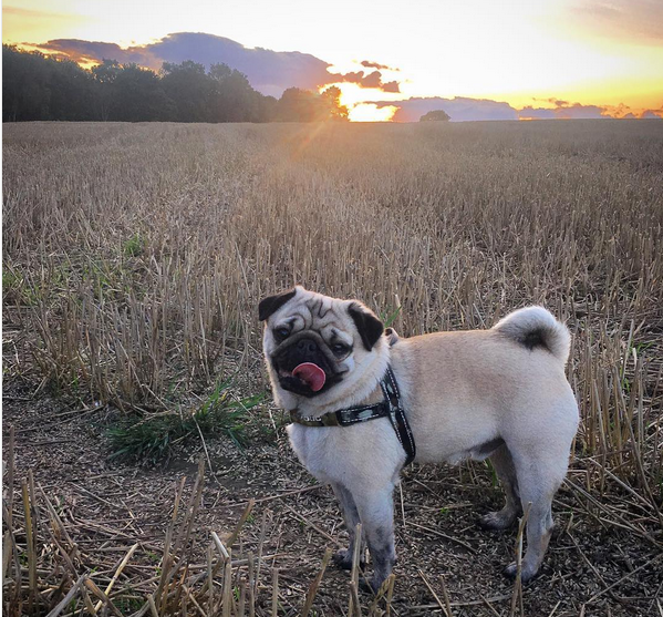 pug in a field.png