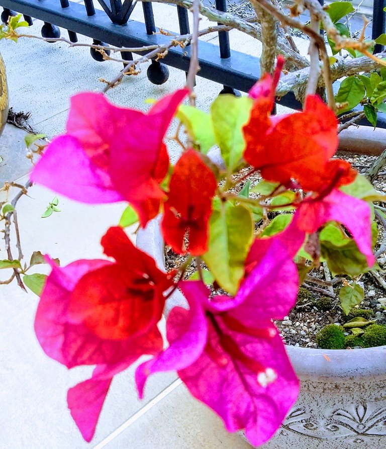 Bougainvillea new flower for the Spring Feb 27 2018 A.jpg