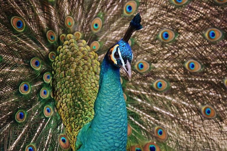 peacock.jpg