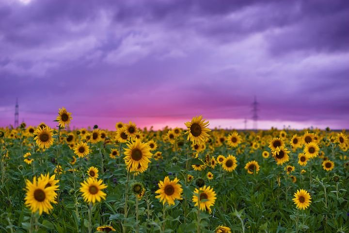 sunflower-2641806__480.jpg