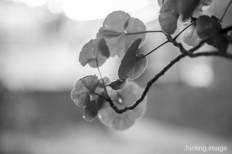 L1000650LR - Edge of Leaves.jpg