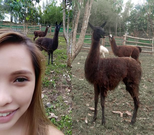 llamas.jpg