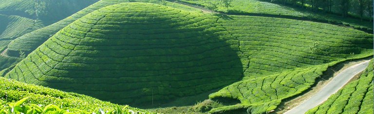 munnar.jpg