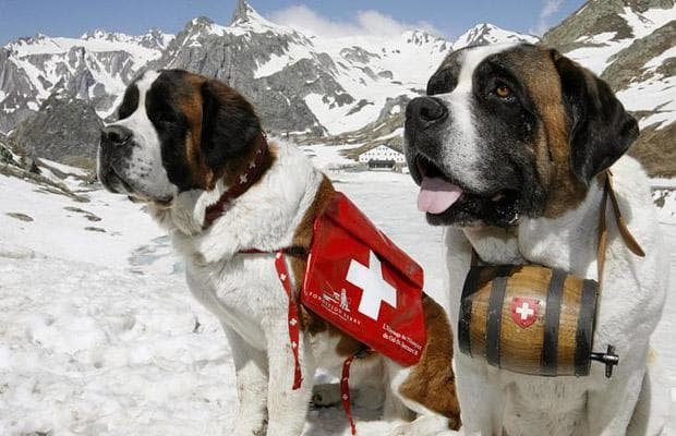 Saint-Bernard-dogs_1417868i.jpg