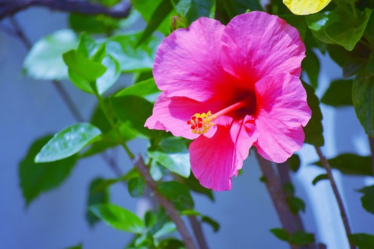 hibiscus-3272933_960_720.jpg