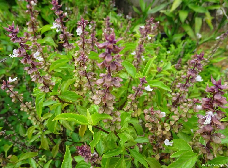 sweet basil 3.jpg