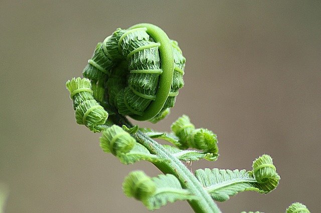 fern-178702_640.jpg