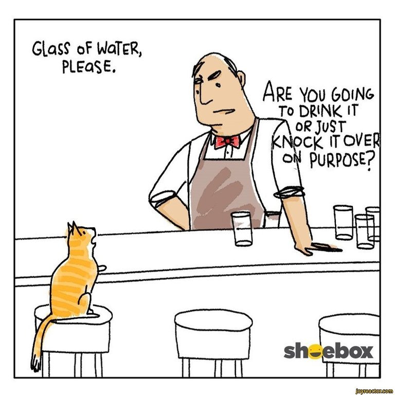 cat-bar-comics-water-1869051.jpeg