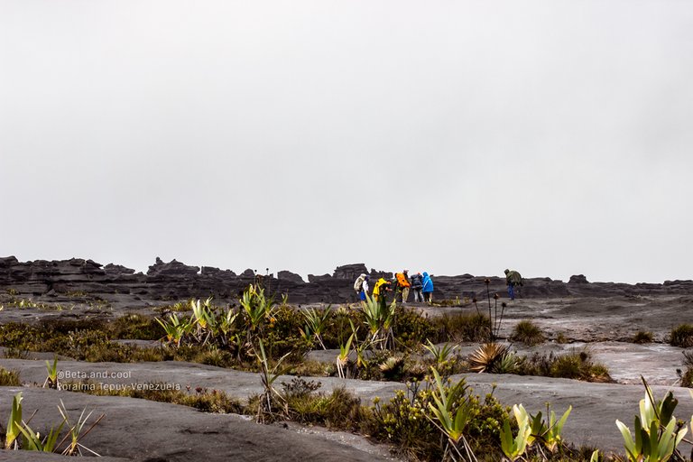 beta-and-cool-steemit-rafael-betancourt--tepuy-venezuela-roraima.jpg