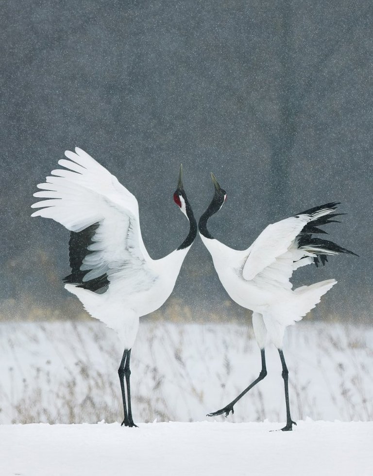 new-50-adobe-rgb-1998__p203-red-crown-cranes-courting_bleed-cropped-470x600@2x568003778..jpg