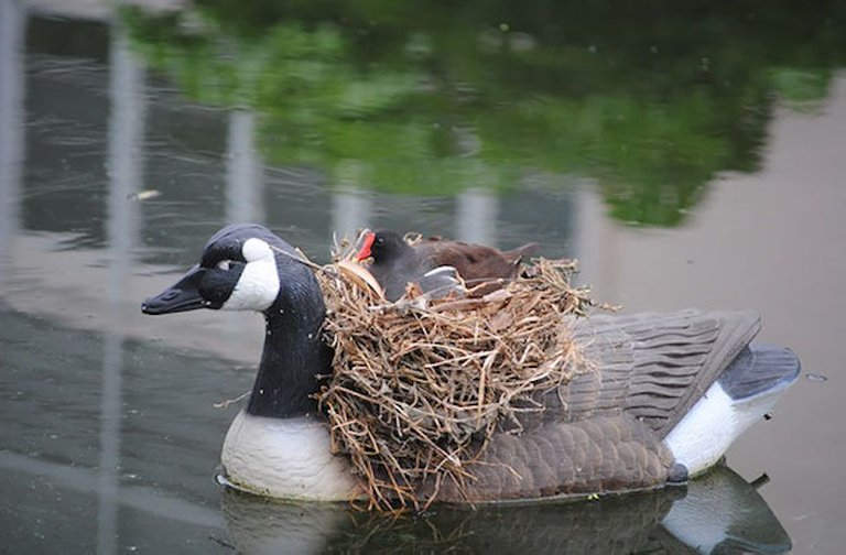 This Goose Figurine Became The Perfect Place For A Real Bird To Nest.jpg