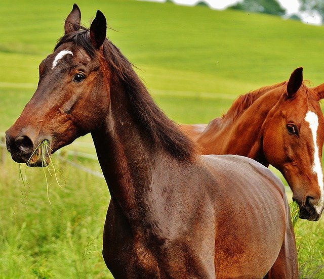 horses-1427588_640.jpg