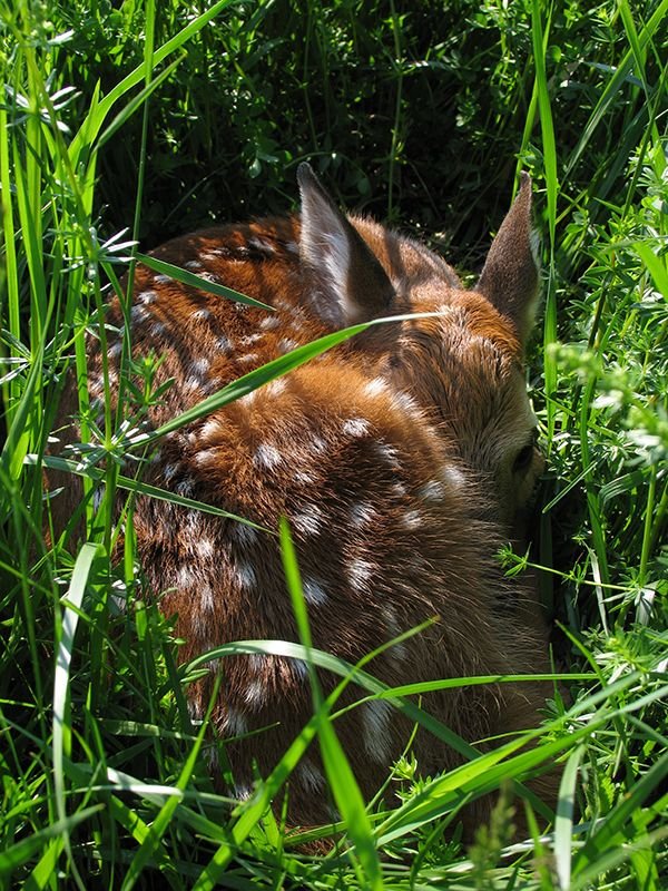 Deer Faun.jpg