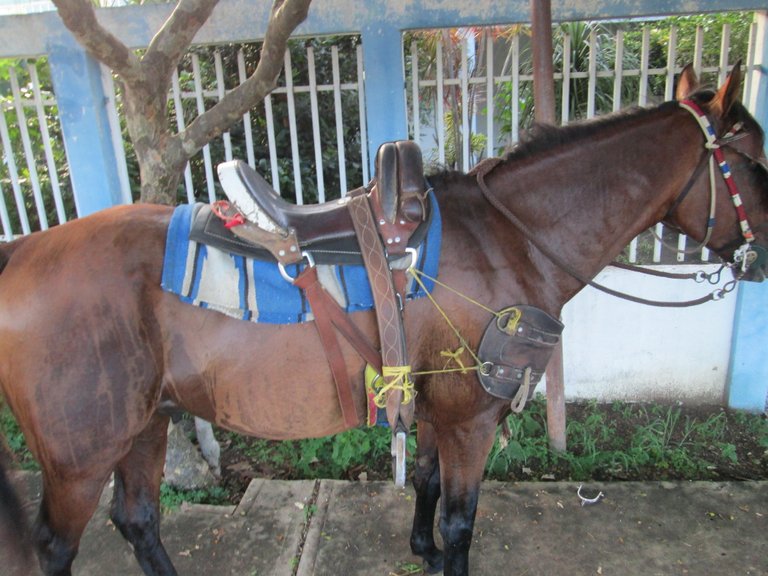 Caballo 001.jpg