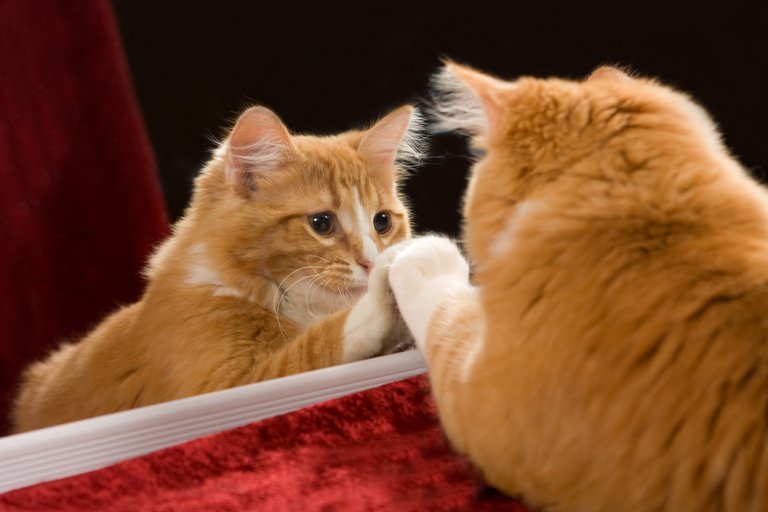 kucing-dan-cermin.jpg