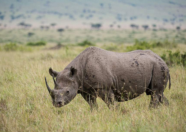 black rhino.png