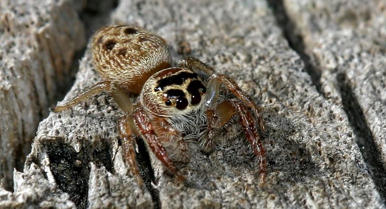 Salticidae Salticidae Opisthoncus sp.jpg