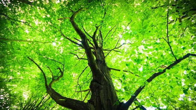 big-green-tree.jpg.653x0_q80_crop-smart.jpg