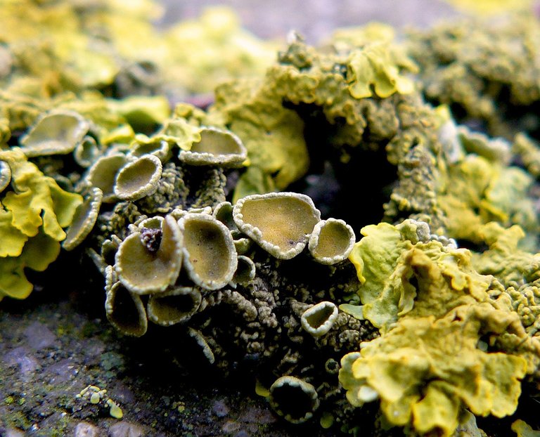 Lichen macro 2.jpg